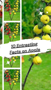 सेब स्वास्थ्य के लिए अच्छा क्यों है" के बारे में कुछ रोचक तथ्य